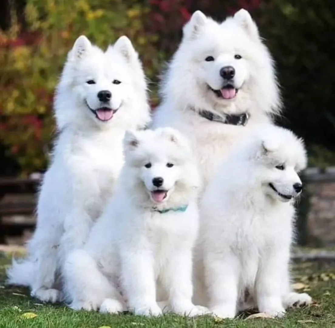 一家四口有儿有女，整整齐齐的。