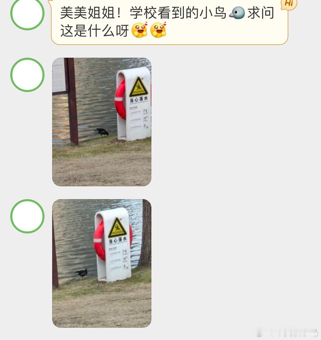 河边溜达的【黑水鸡】它不仅会游泳，甚至还会潜水 ​​​