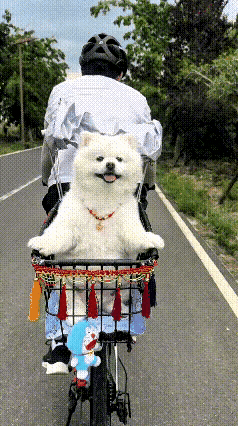 被这一人一狗的温柔画面，反复看了好多遍，真的太治愈了！
 
一位暖心小伙日常骑行