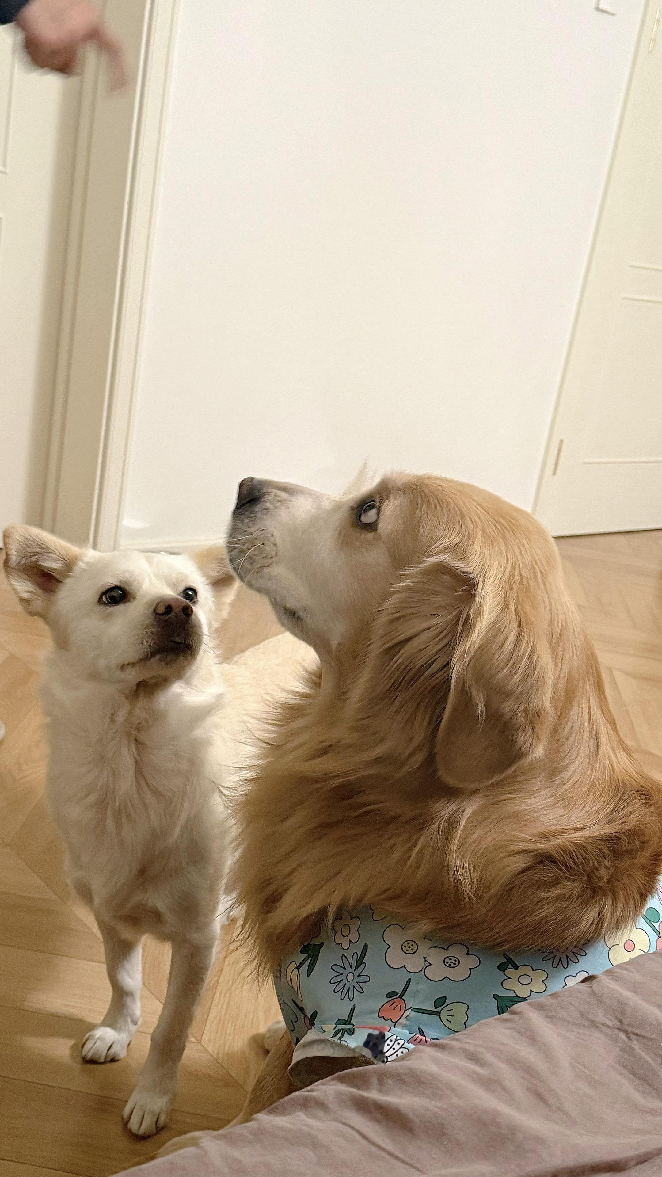 毛毛看爸爸 财财看哥哥  我在看他们