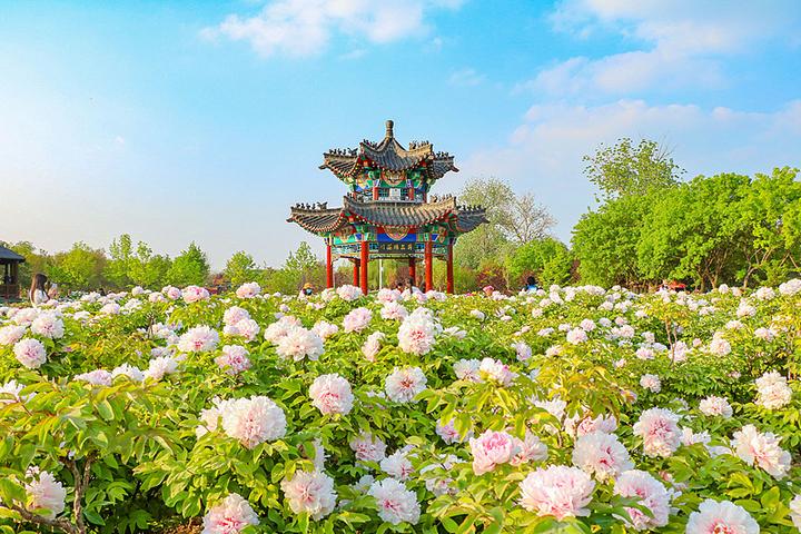 春日渐暖，牡丹抽芽，菏泽又将迎来国色天香的盛会。记者从相关部门获悉，2026牡丹