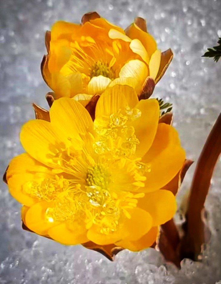 冰凌花是冰雪中的“沉睡美人”。冰凌花每年从5月末枯萎休眠，到次年早春才萌芽开花，