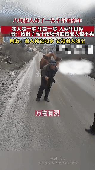 八旬老人与千斤老牛的“同步”深情：万物有灵，它是家人
 
八旬老人养了一头千斤重