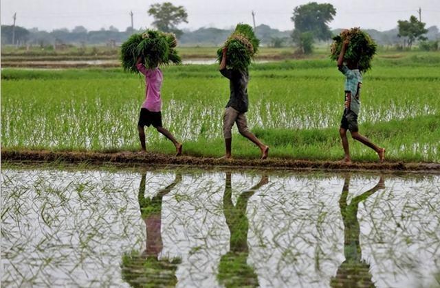 印度公布250万吨尿招标，暗示中方必须15日前行动，否则将耽误春耕计划！

In