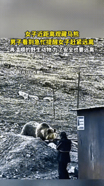 殊不知危险就在面前！女生傻得可爱，近距离观看藏马熊！幸亏被旁边男子提醒离开。
