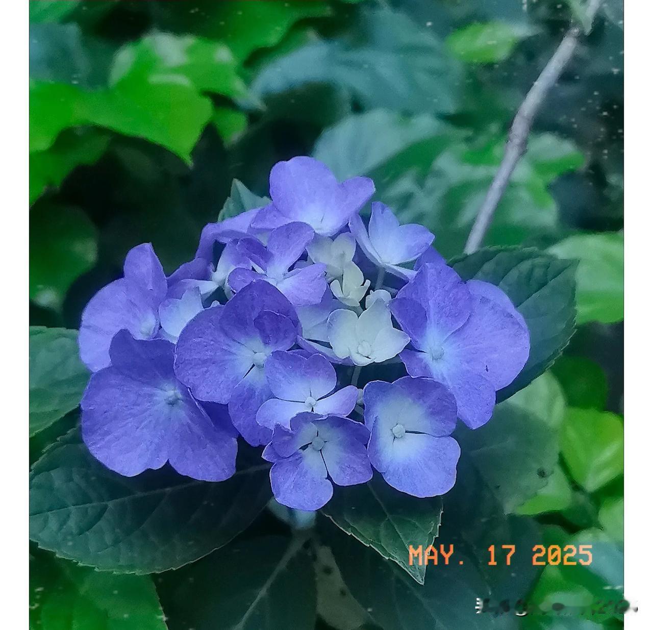 紫色小花在绿叶中绽放，好美！