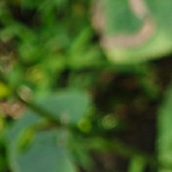 1200风铃草的日常种植养护秘籍寓意：风铃草象征温柔、健康、感恩、创造力。喜欢它