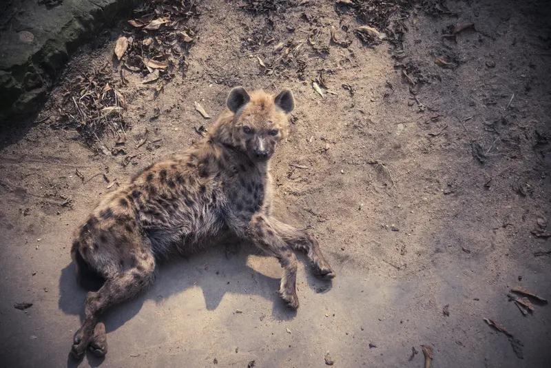 鬣狗和花豹单挑谁厉害，这还真不好说。
鬣狗虽名字带“狗”，却是鬣狗科，常把花豹当