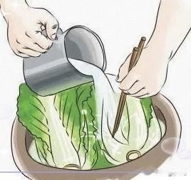 我今年要渍酸菜，买来的白菜每天抱出来放在花坛上凉凉，现在已经凉了7天了，渍酸菜需