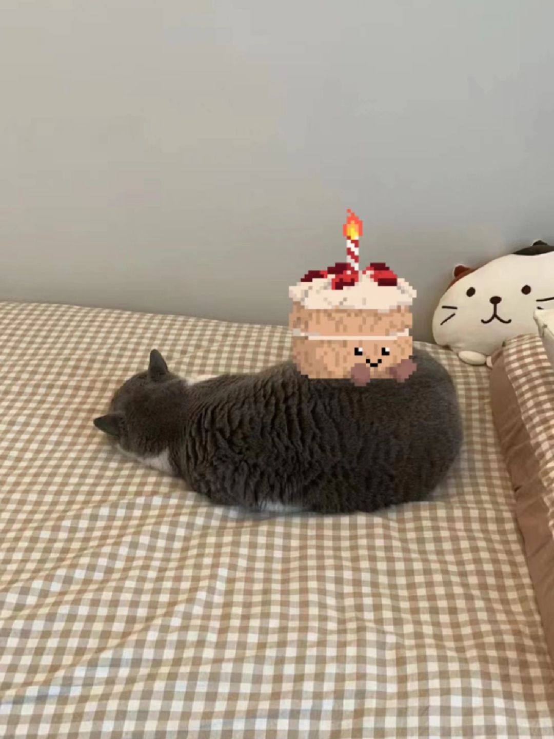 让我们一起祝这个小猫生日快乐🎂