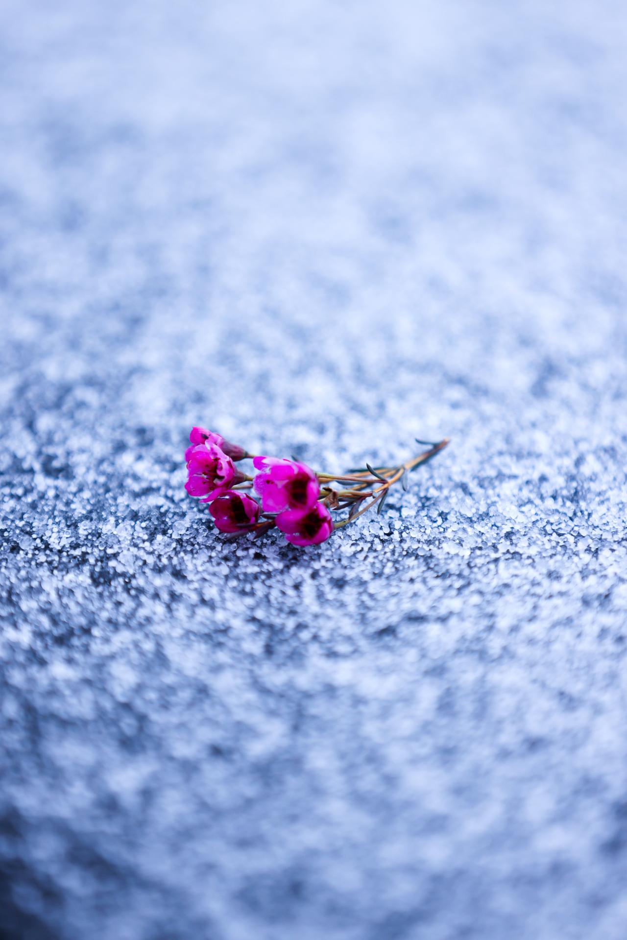 每一片雪花都奔赴自己的方向，不问终点是屋檐或旷野。人生亦如落雪，姿态即意义。
雪