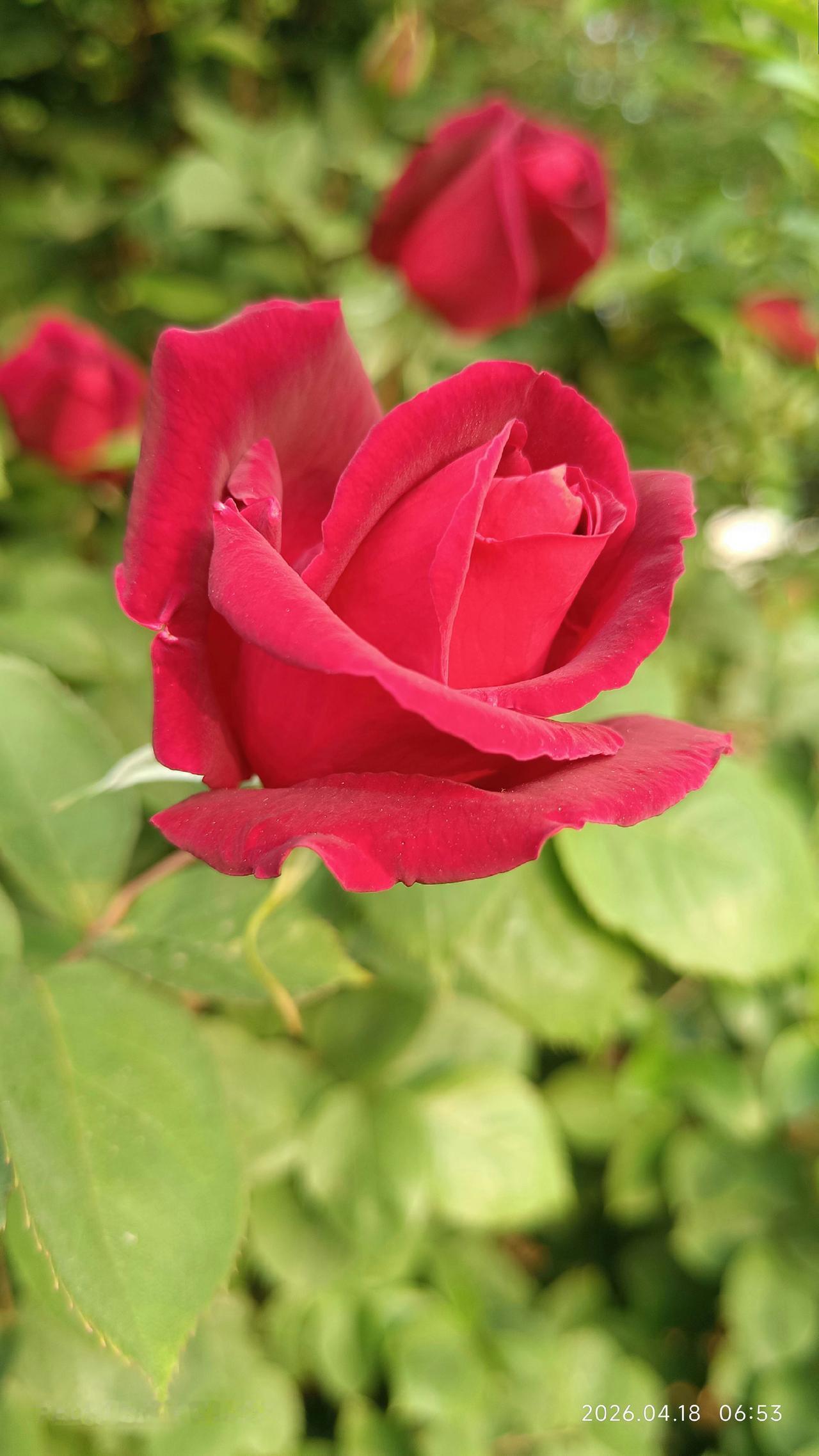 枣庄开发区的月季🌹到了盛华季
