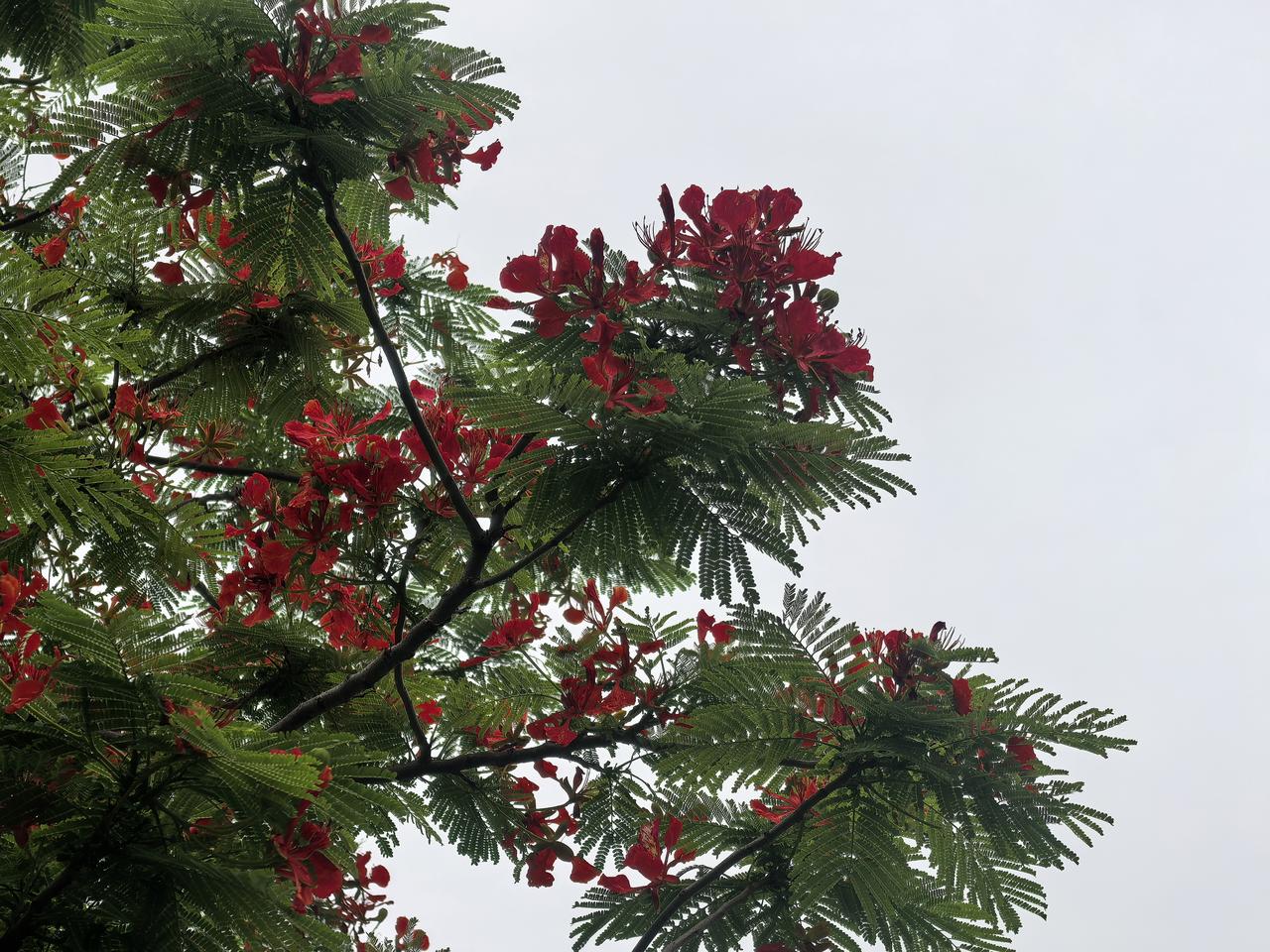 发一张你相册最近拍的花