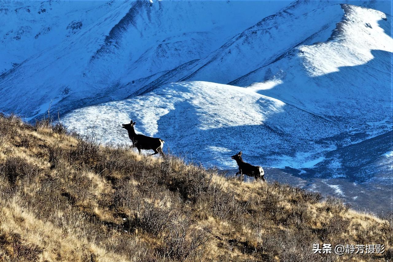 初冬季节，雪山做背景下的祁连山国家公园里怎么拍都是美图秀秀。