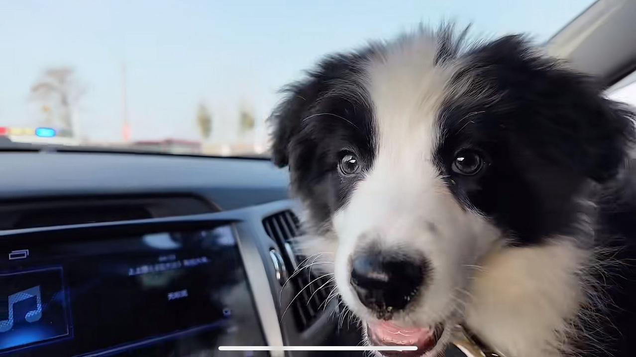 爱狗当如瘦猴，养狗当如锄头！

胖陀的一人一车一狗一帐篷旅行自驾，离瘦猴家已经越