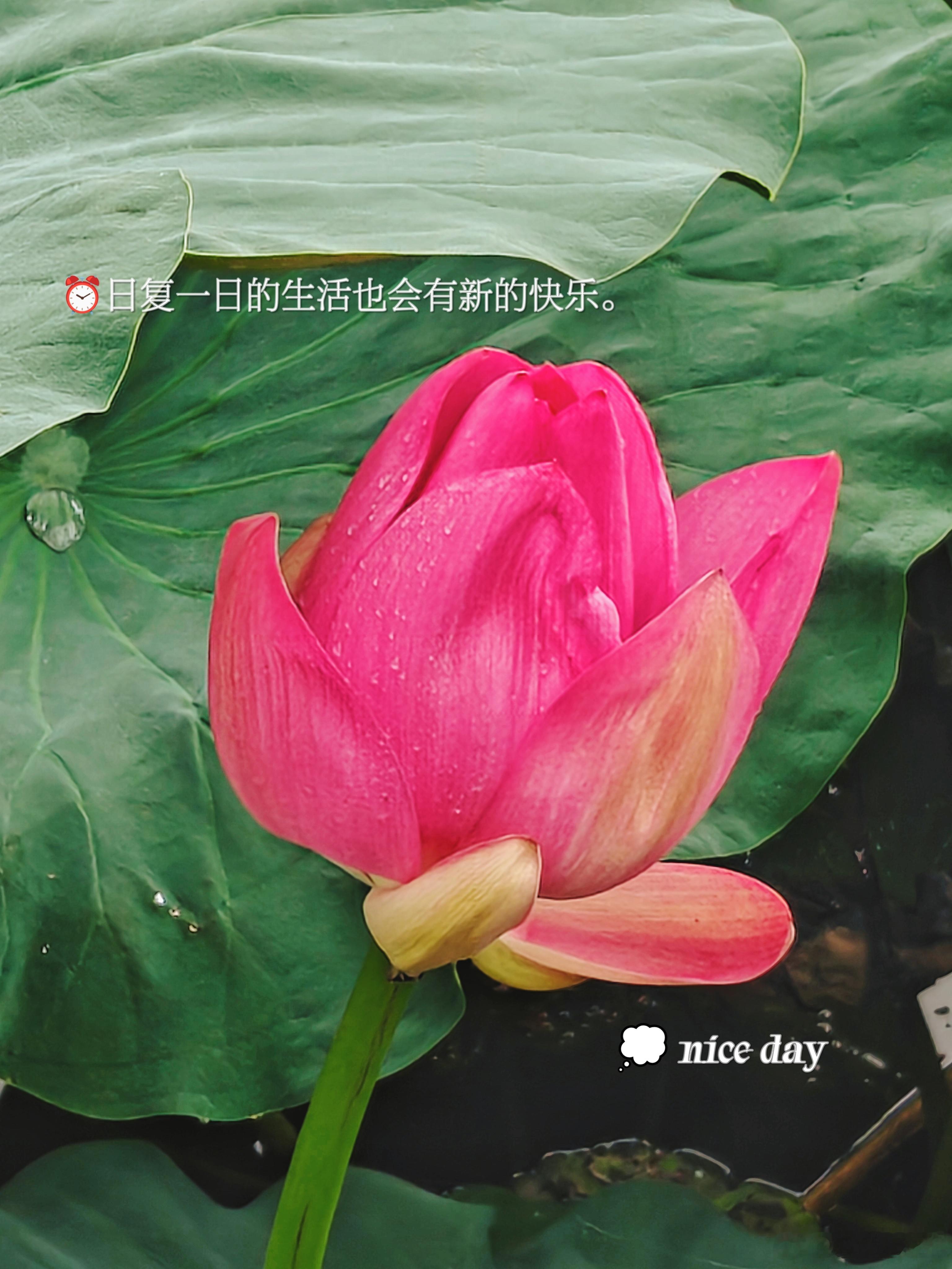 清晨河边走一走吸一吸雨后的空气看一看雨后的荷花清晨心语[超话]荷花[超话] ​​