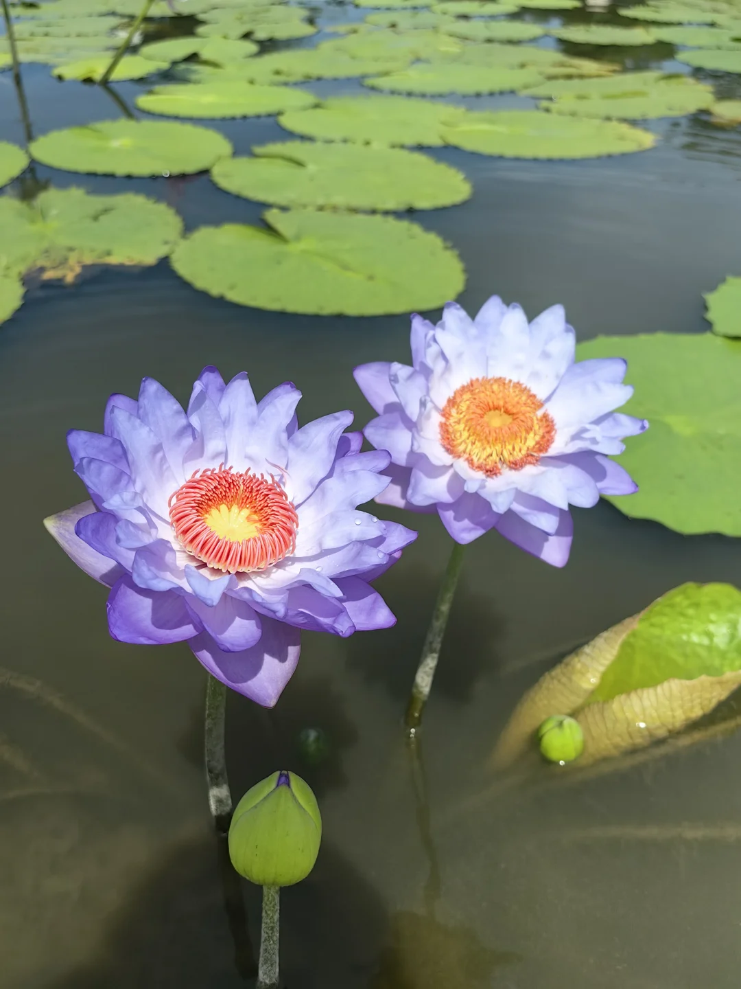 澳洲睡莲、紫色的花