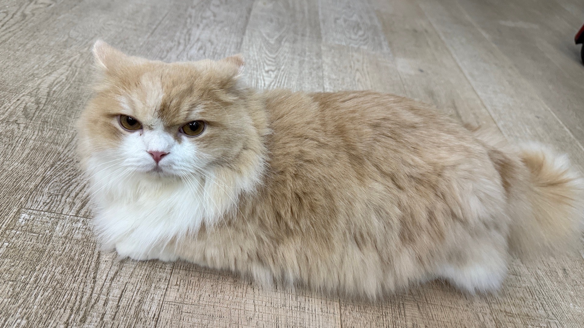 大家好，这是二十多万粉丝的网红猫 