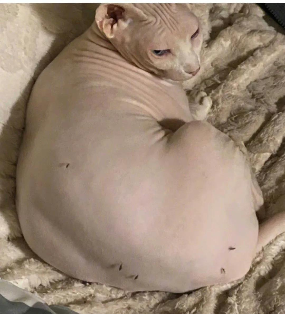 无毛猫的夏天是真的惨啊