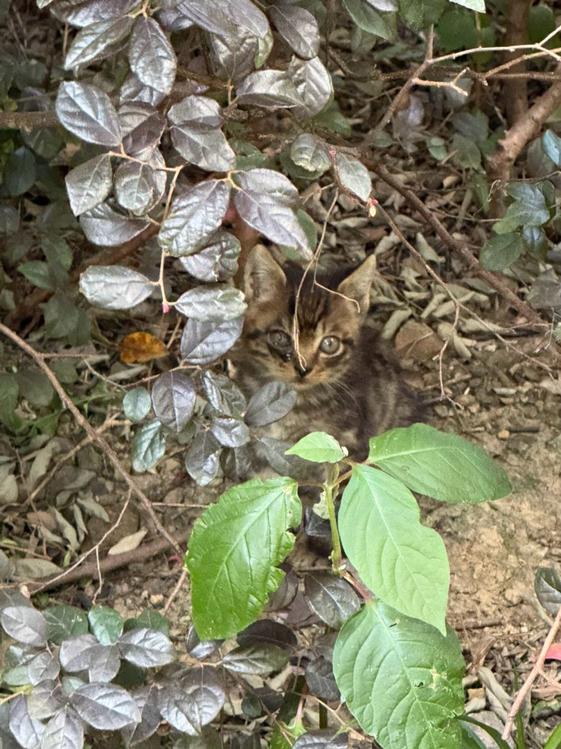 小家伙暗中观察