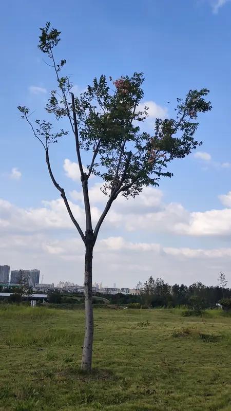 让我人生醒悟的一句话是“种一棵树最好的时间是十年前，其次是现在”。曾经我总觉得自