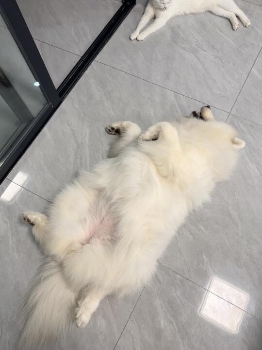 据说这是enfp小狗的统一睡姿