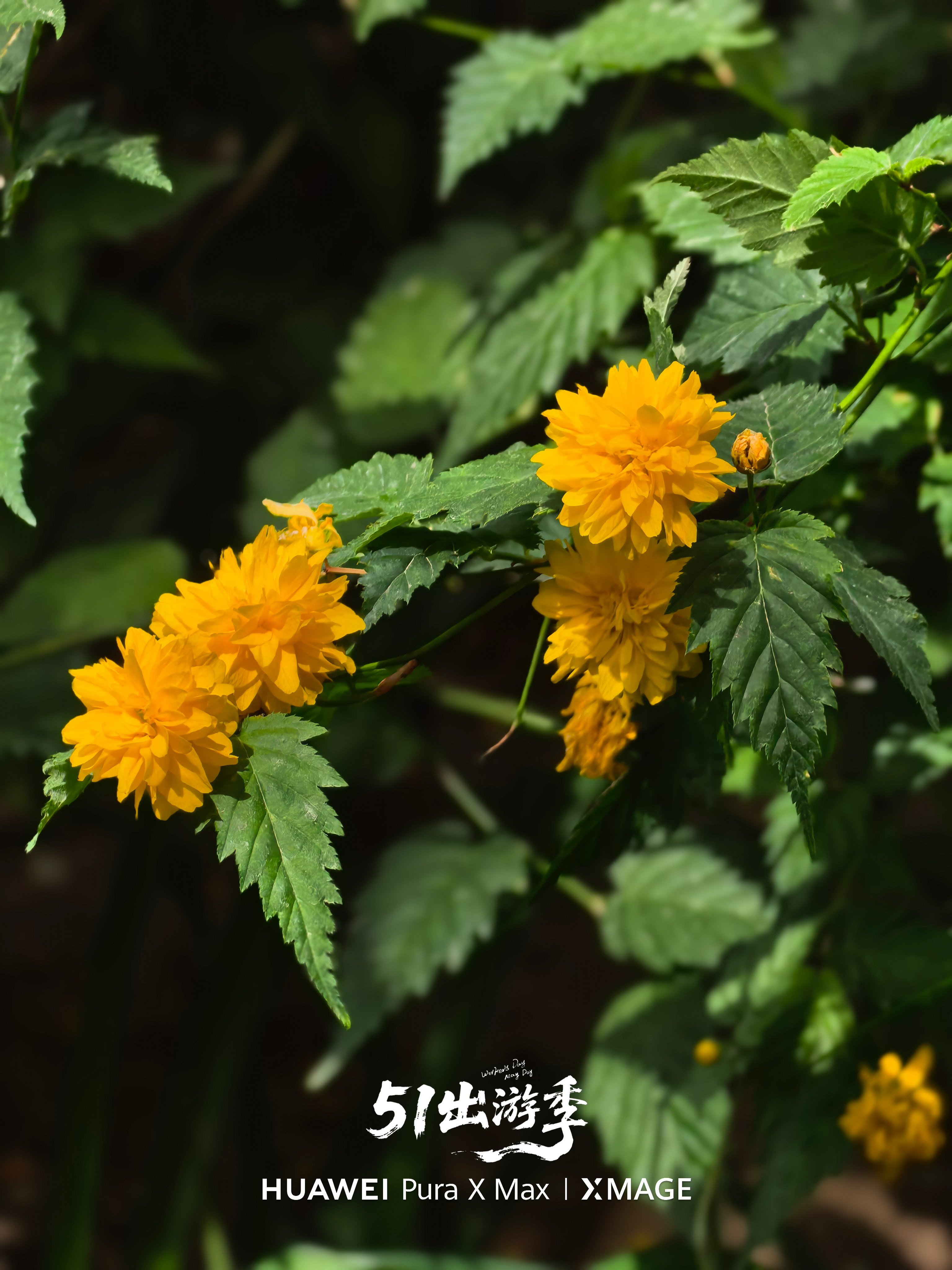 下楼拿快递，用PuraXMax 随便拍几张，今天没有阴天在光源充足的情况下，整体