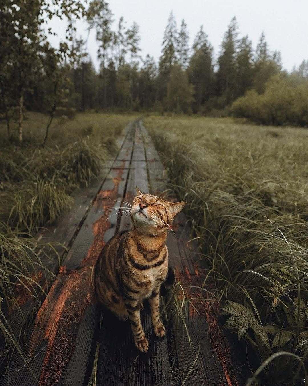 自然的声音cr：scenicfever ​​​