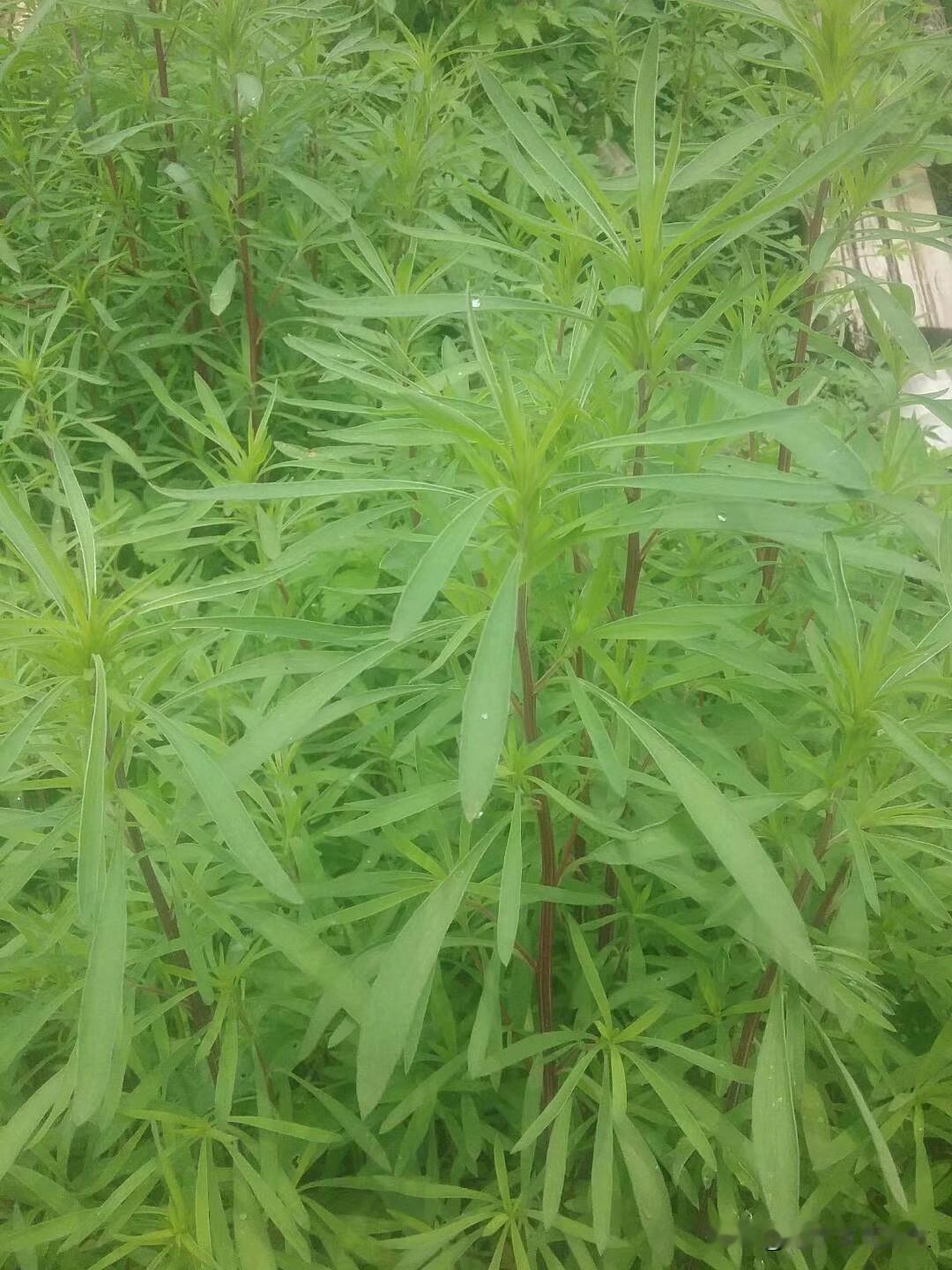 老早的时候，很久很久以前，伪满那时，我们东北没有竹笤帚，靠种这种笤帚草，长大了扎