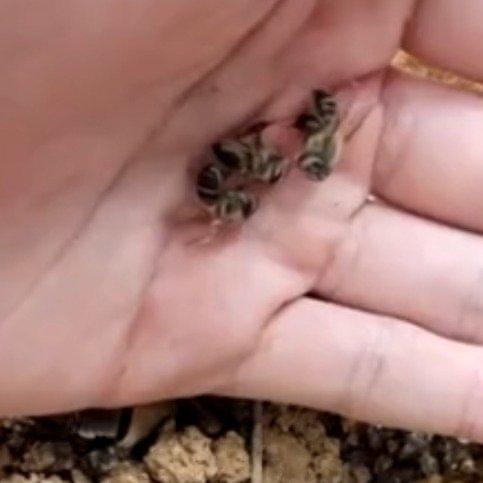 最近有件新鲜事儿在网上传开了——俩蜂农的蜜蜂居然“打架”，还闹出了赔偿纠纷！事情