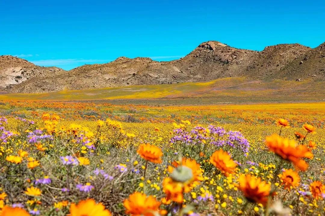 纳马夸兰
一年中90%+的时间是沙漠，只有当南半球春季降临，两三周限定，会突然