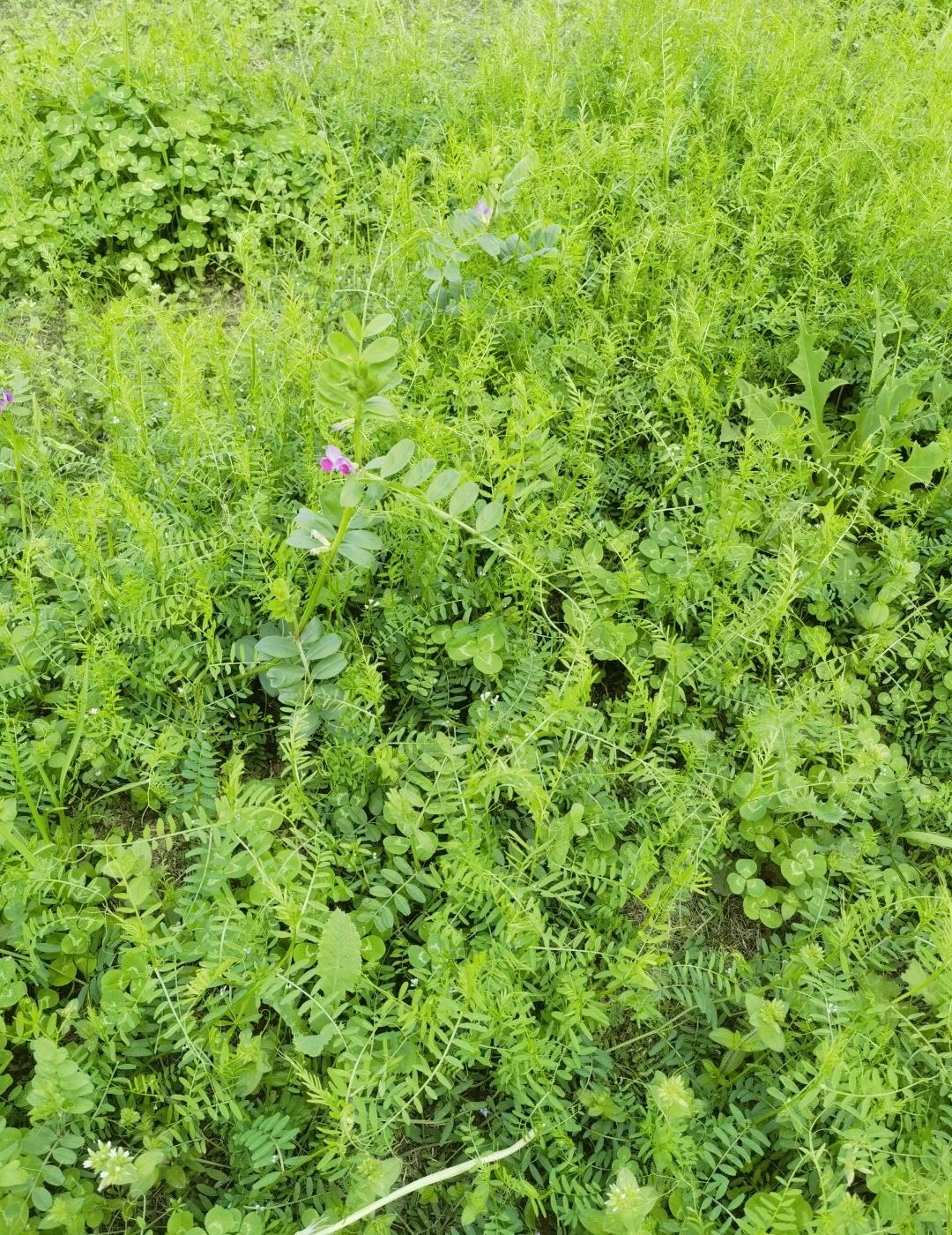 春天的绿都是生命力
愿我们可以放慢脚步，放慢追求，放慢人生～～治愈系绿色 生机盎