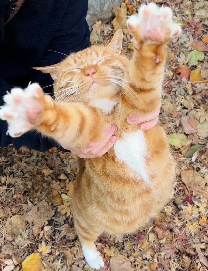 你被招财猫盯上  请不要无视  真的很灵. 
