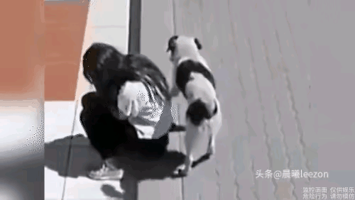 这是圈地盘吗？光天化日的，它怎么这么不讲究？