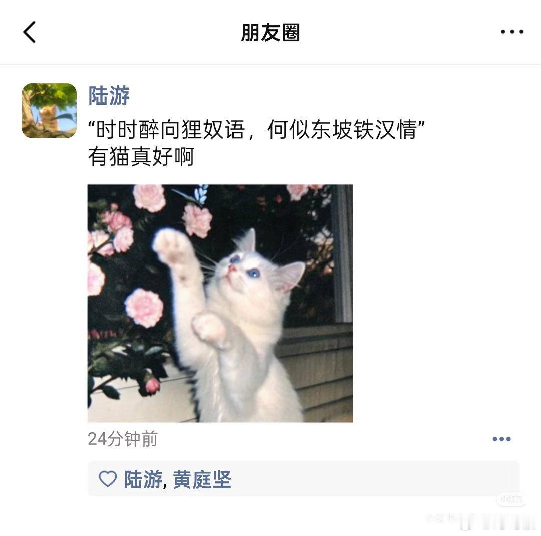 和猫住还是和狐狸住我还是分得清的 猫咪自带温柔气场，天真烂漫，从不会刻意伪装。相