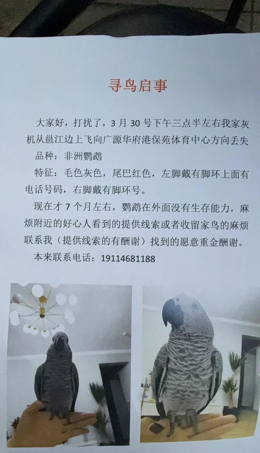 寻找南宁五象丢失的灰机鹦鹉（酬金7000）
提供有用线索者🉑1000～2000