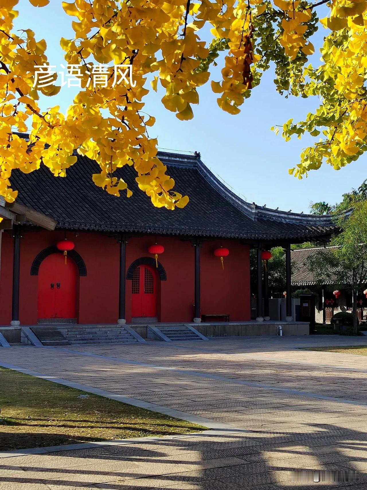 银杏从来不负秋，灿烂金叶舞枝头。扬州天宁寺，几棵一百多岁的银杏树又悄悄变黄了，金