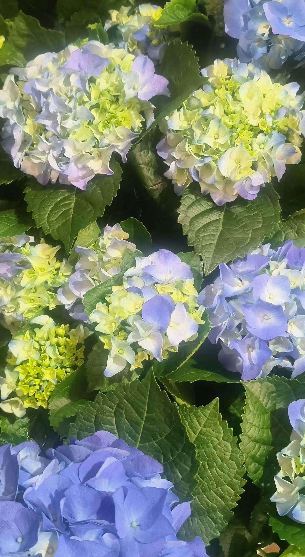 温情的情书，深沉的思念，内敛的爱意：陌上花开，可缓缓归！旅行推荐官 寻美河南 安