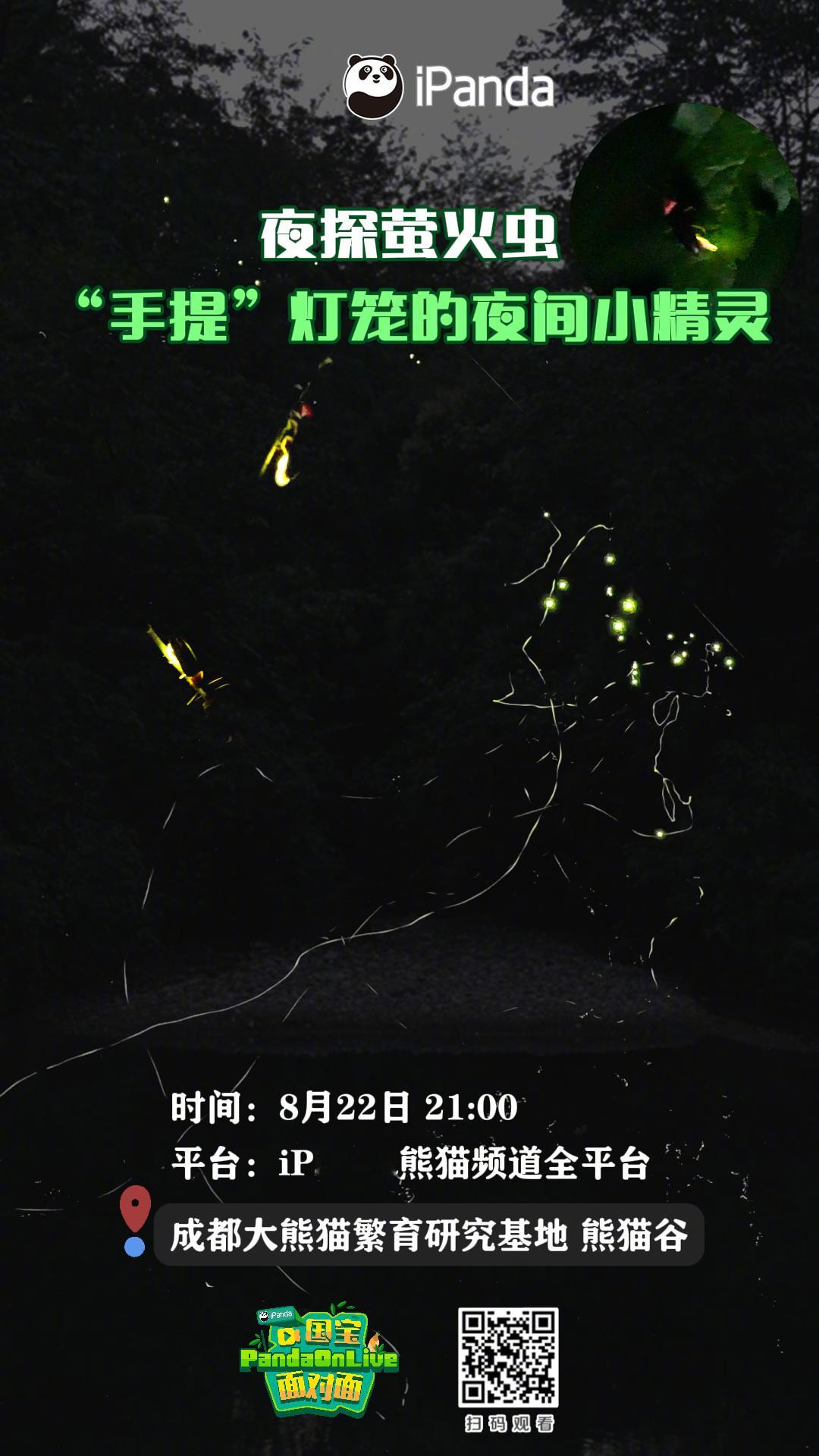 【播出预告：夜探萤火虫 ，“手提灯笼的夜间小精灵”[打call]】夏末秋初，熊猫