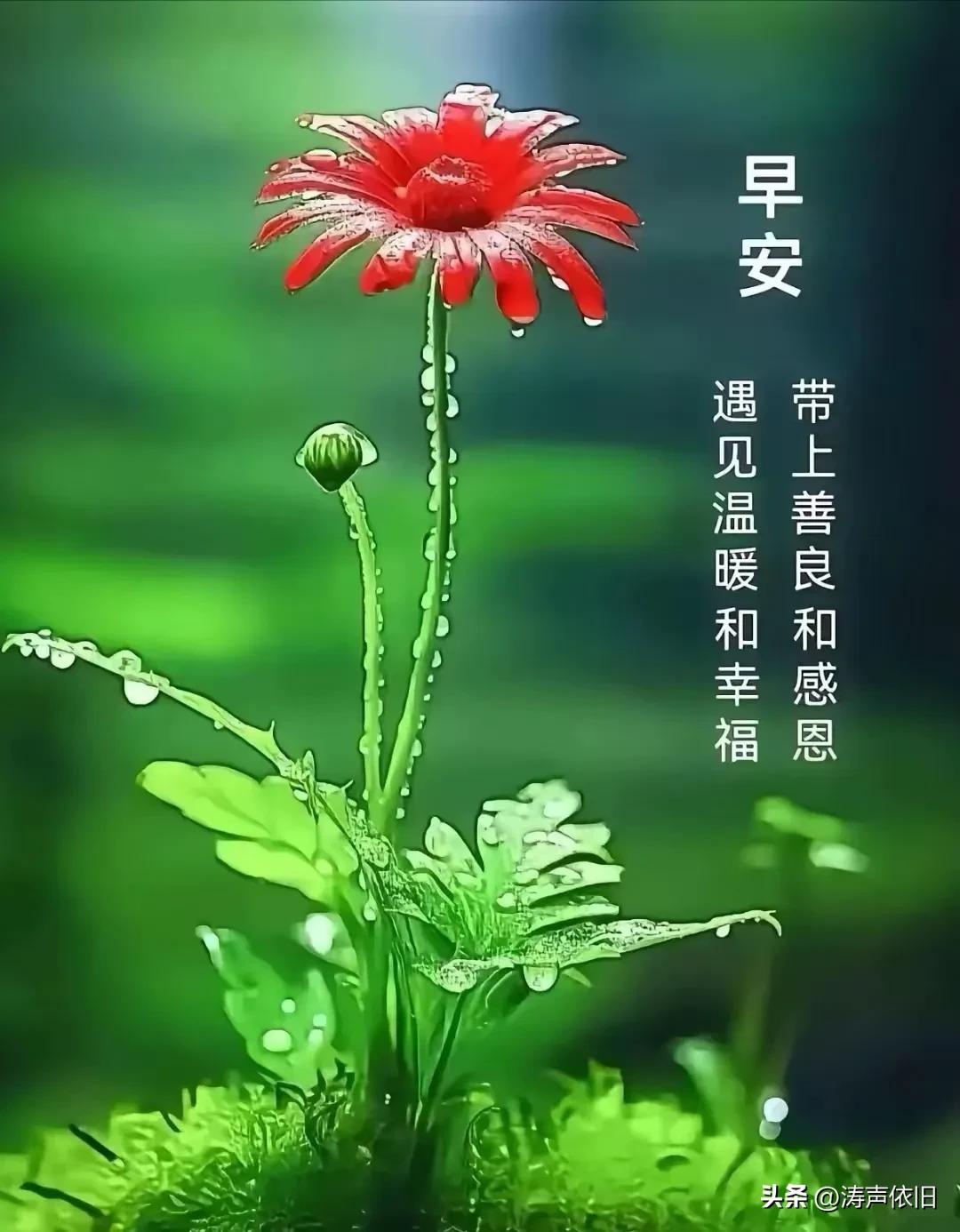 《卜算子·晨安纳福》

晓日纳祯祥，
岁岁身无恙。
互送清言寄远情，
共赏时光朗