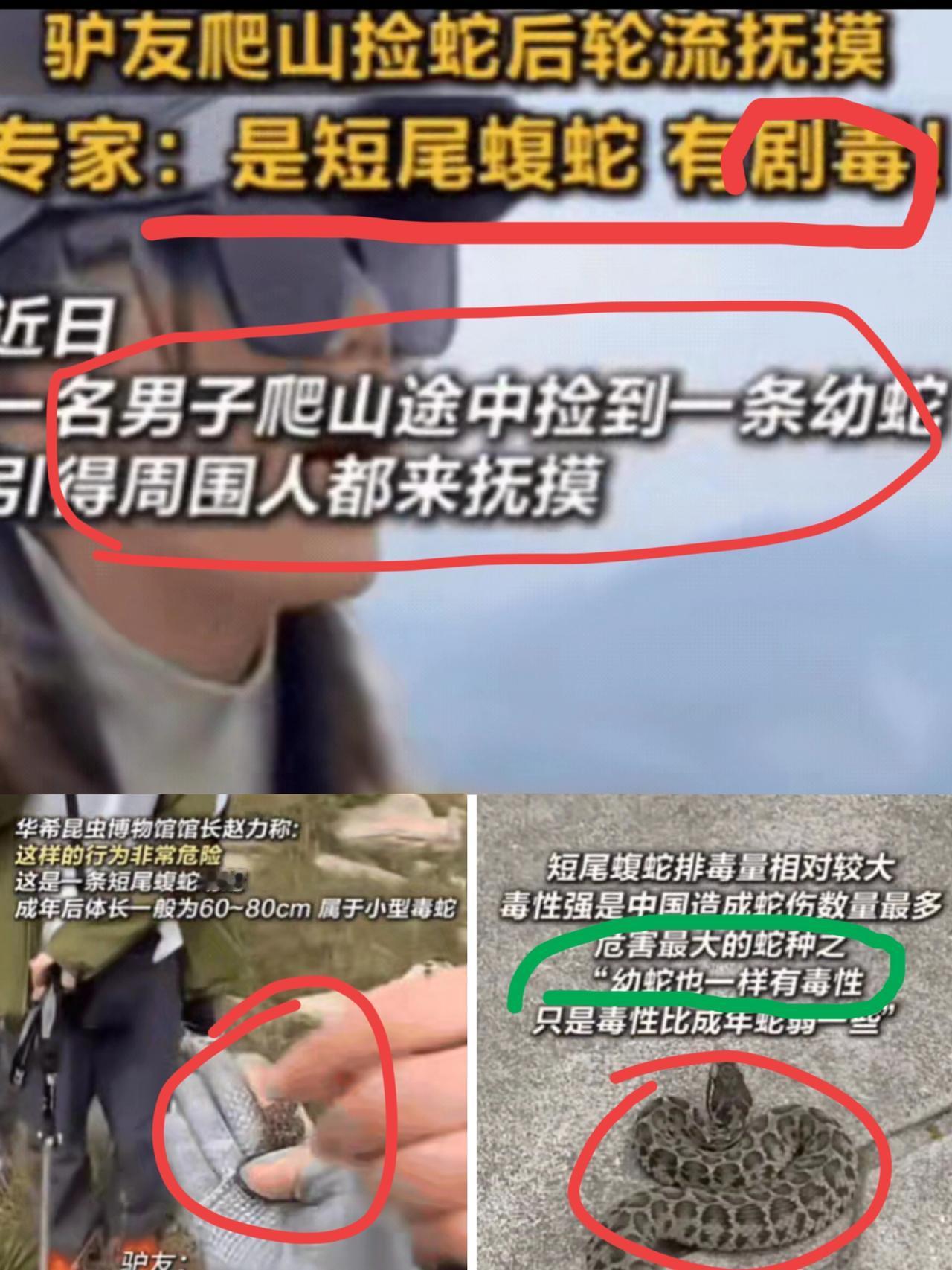真服了这群驴友！
爬山捡条小蛇就轮流上手摸，还拍视频发网上炫耀，女生们围着喊“蛇