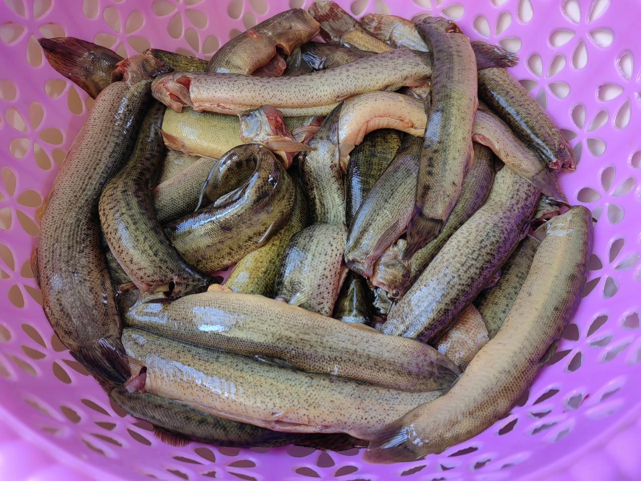 泥鳅。晚餐准备中。