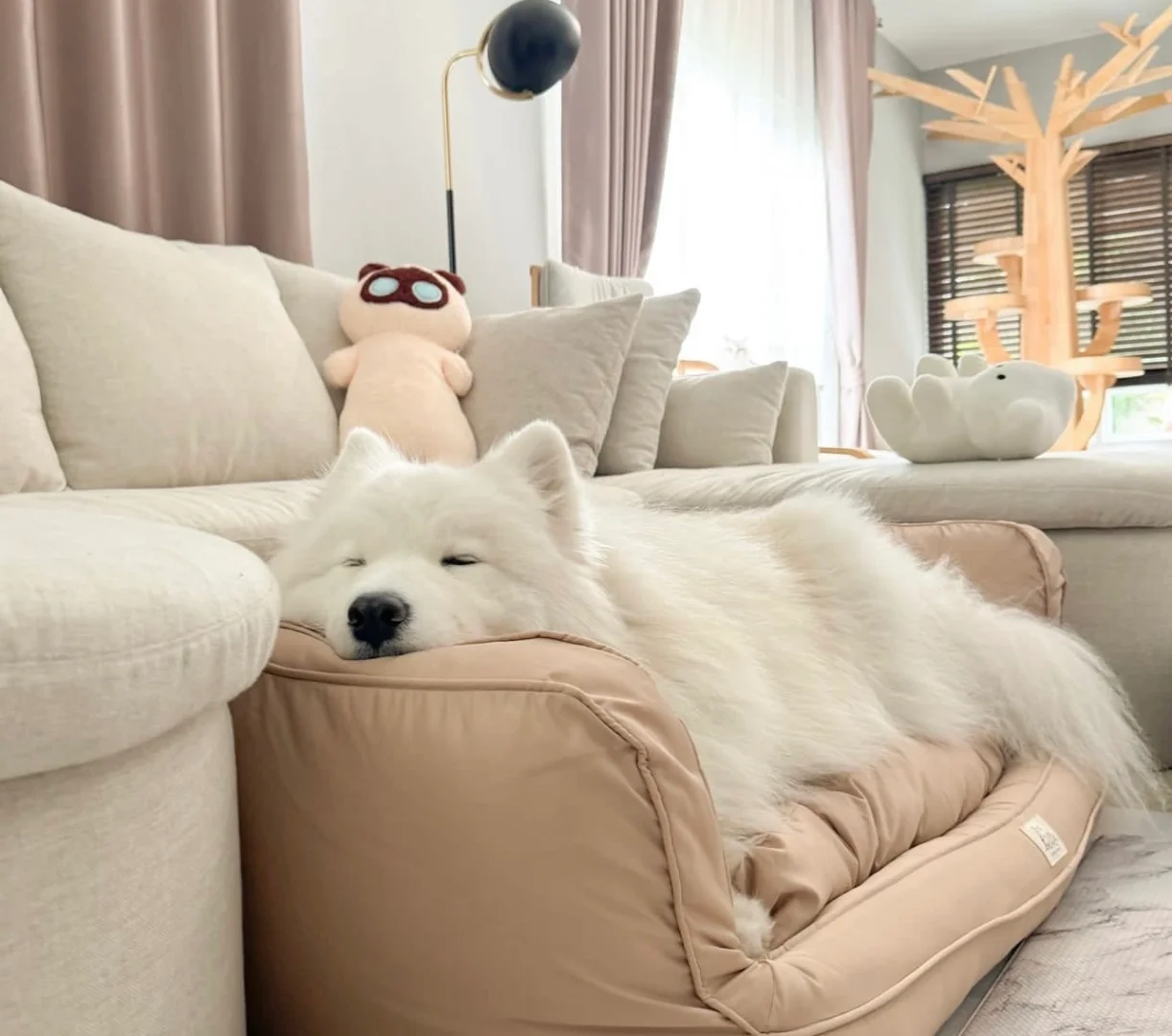 活的不如一只耶耶系列，天天睡到自然醒