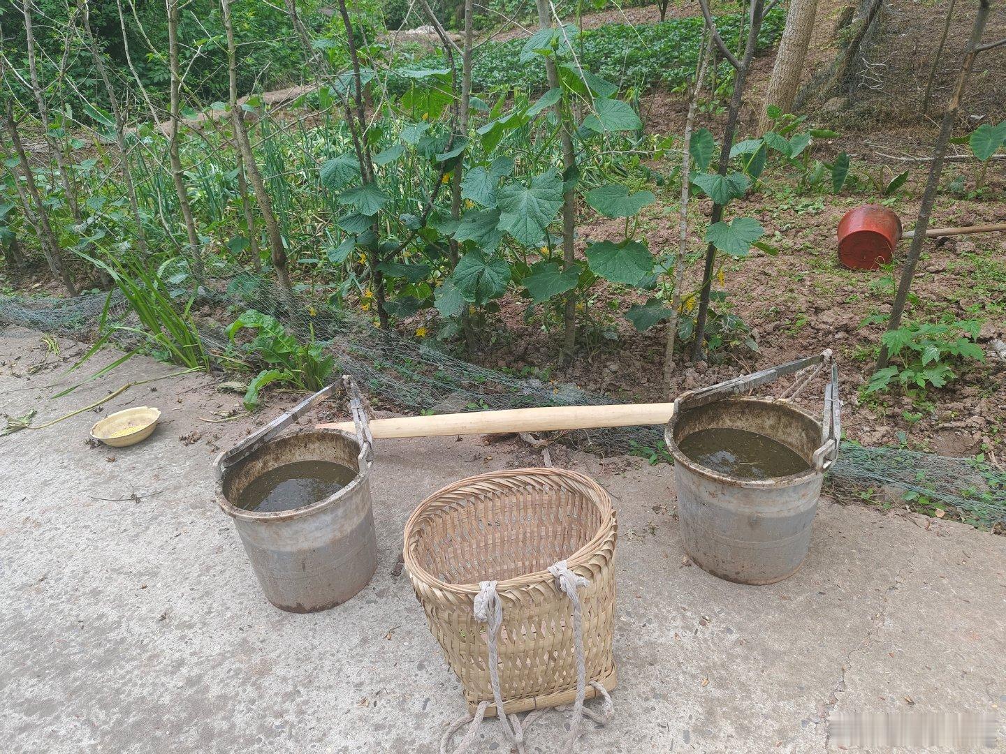 今日天阴，有风，不宜干重活，适合挑粪浇水，打理菜园，给茄子番茄四季豆豇豆黄瓜空心