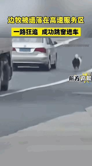 一只边牧被主人不慎遗落在高速服务区，发现主人驾车离开后，它立刻冲上高速一路狂追主