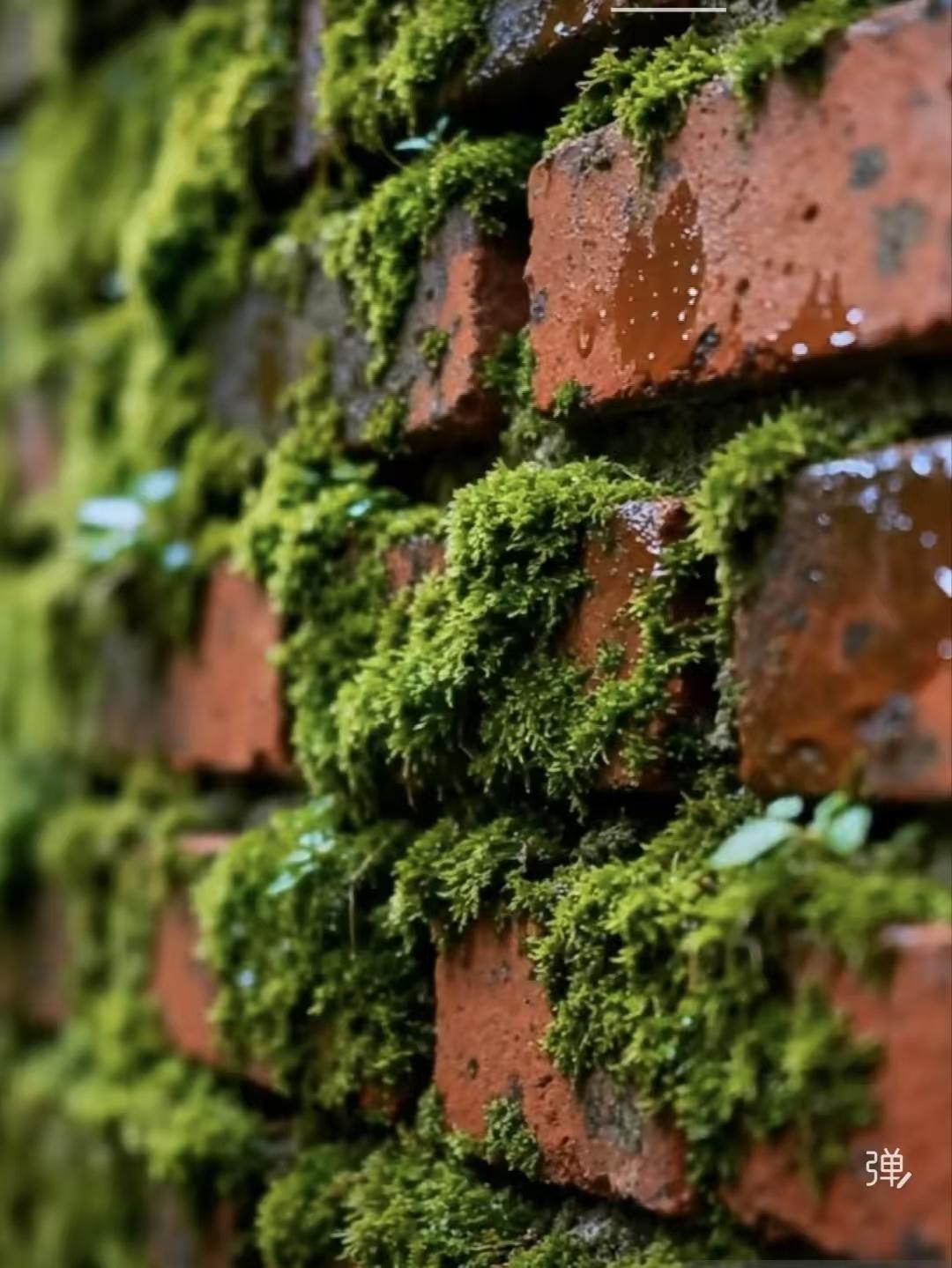 塞鸿秋·红墙苔痕 
红墙半堵岁月侵，
斑驳旧时心。
翡翠轻抹胭脂印，
点破寂寞林