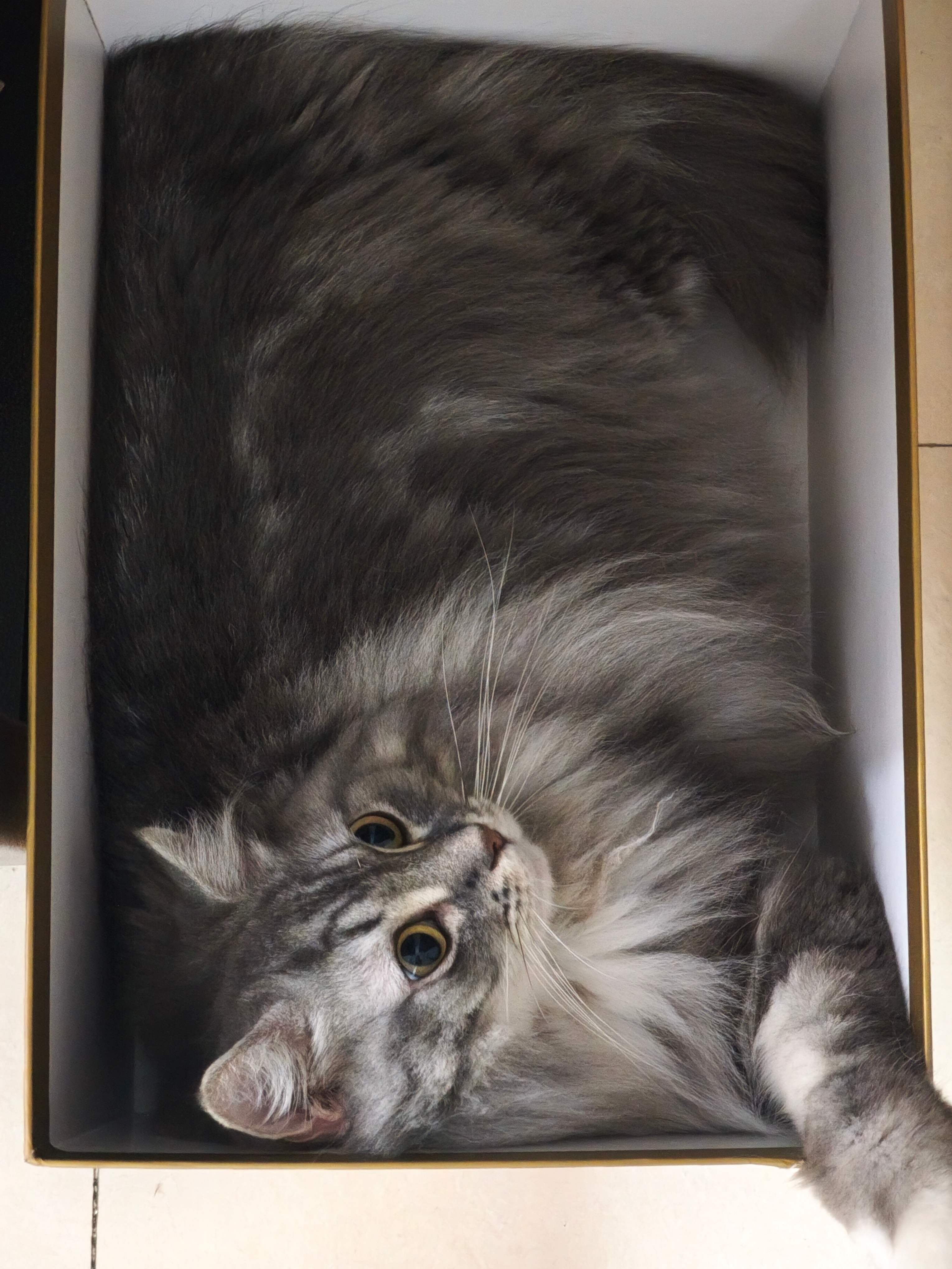 一盒🐱 