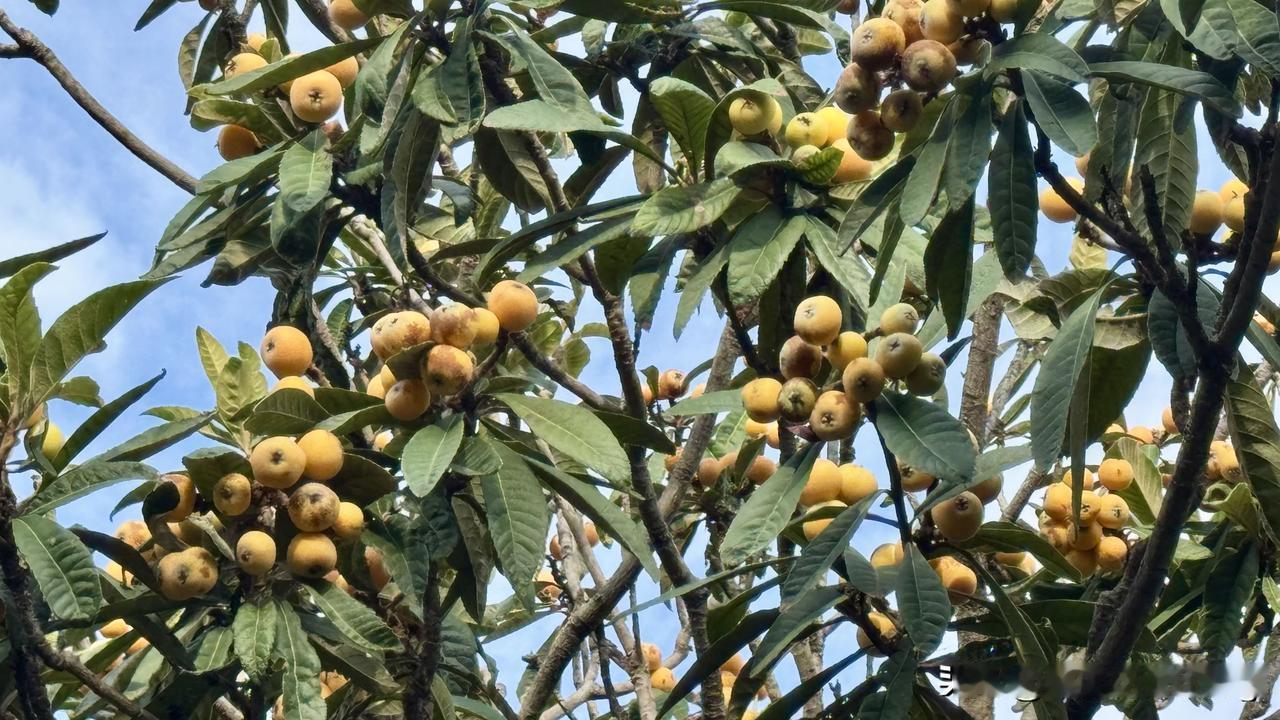 去公园看到满树的枇杷都熟了，有人拿着袋子在摘每天生活记录打卡自然熟枇杷果 枇杷实