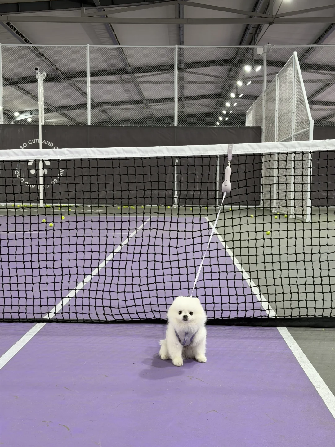 今天是严肃的裁判🎾
