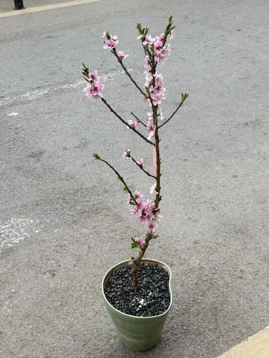 桃花一开、贵人满天飞。